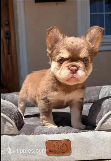 Penny – French Bulldog puppy for sale in Los Angeles, CA