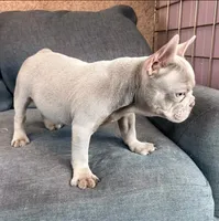 Milan, a female French Bulldog for sale in Los Angeles, CA – 5 of 5