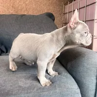 Milan, a female French Bulldog for sale in Los Angeles, CA – 4 of 5