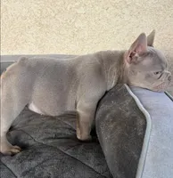 Milan, a female French Bulldog for sale in Los Angeles, CA – 3 of 5