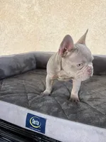 Milan, a female French Bulldog for sale in Los Angeles, CA – 2 of 5