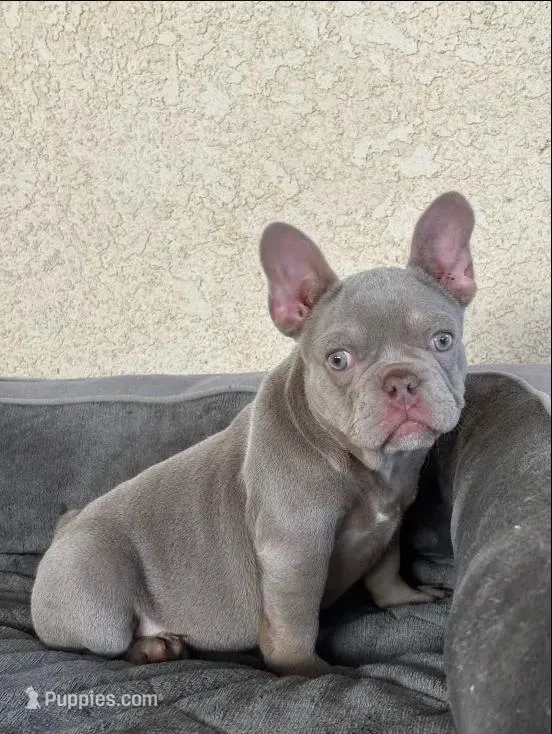 Milan, a female French Bulldog for sale in Los Angeles, CA – 1 of 5