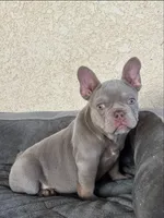 Milan, a female French Bulldog for sale in Los Angeles, CA – 1 of 5