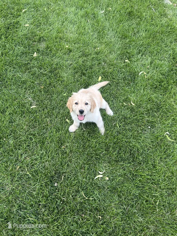 Ziggy – Golden Retriever puppy for sale in Denver, CO