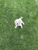 Ziggy, a male Golden Retriever for sale in Denver, CO – 1 of 1