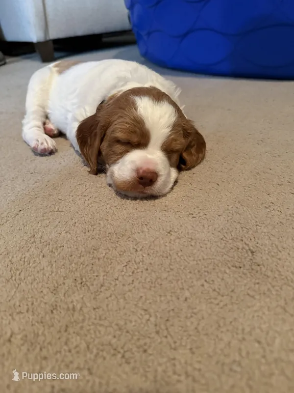 Clark – Brittany puppy for sale in Mooresville, NC