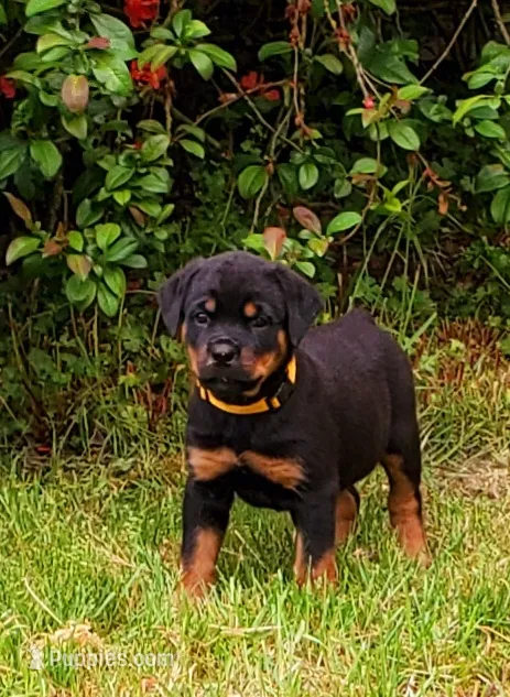 Yellow girl  – Rottweiler puppy for sale in Spanaway, WA