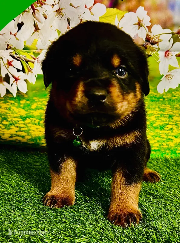 Green boy – Rottweiler puppy for sale in Spanaway, WA