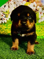 Green boy, a male Rottweiler for sale in Spanaway, WA – Photo 1 of 5