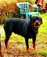 Green boy, a male Rottweiler for sale in Spanaway, WA – Photo 4 of 5