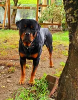 Green boy, a male Rottweiler for sale in Spanaway, WA – Photo 5 of 5