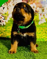 Green boy, a male Rottweiler for sale in Spanaway, WA – Photo 2 of 5