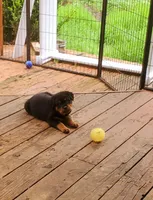 Lt Blue boy, a male Rottweiler for sale in Spanaway, WA – Photo 5 of 5