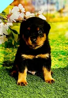 Lt Blue boy, a male Rottweiler for sale in Spanaway, WA – Photo 1 of 5