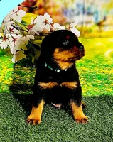 Lt Blue boy, a male Rottweiler for sale in Spanaway, WA – Photo 2 of 5