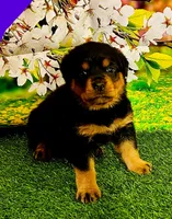 Purple girl , a female Rottweiler for sale in Spanaway, WA – Photo 2 of 5