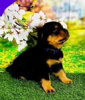 Purple girl , a female Rottweiler for sale in Spanaway, WA – Photo 1 of 5
