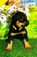 Yellow girl , a female Rottweiler for sale in Spanaway, WA – Photo 2 of 5