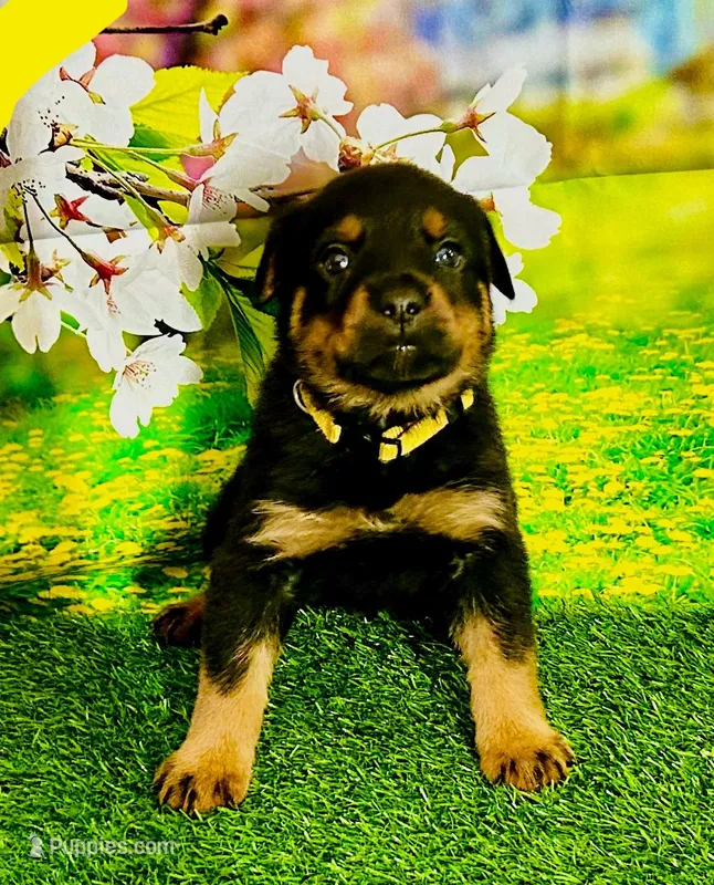 Yellow girl  – Rottweiler puppy for sale in Spanaway, WA