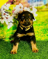 Yellow girl , a female Rottweiler for sale in Spanaway, WA – Photo 1 of 5