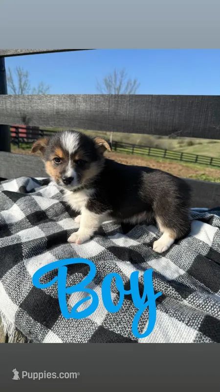 Jr – Pembroke Welsh Corgi puppy for sale in Flemingsburg, KY