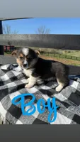 Jr, a male Pembroke Welsh Corgi for sale in Flemingsburg, KY – 1 of 1