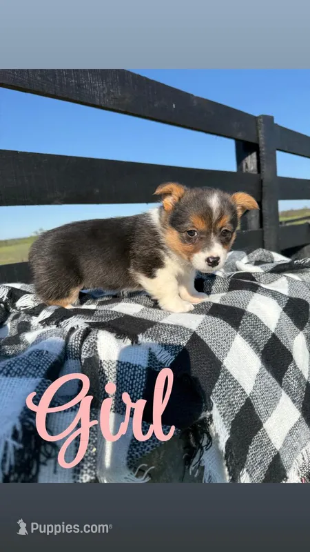 Lucy  – Pembroke Welsh Corgi puppy for sale in Flemingsburg, KY