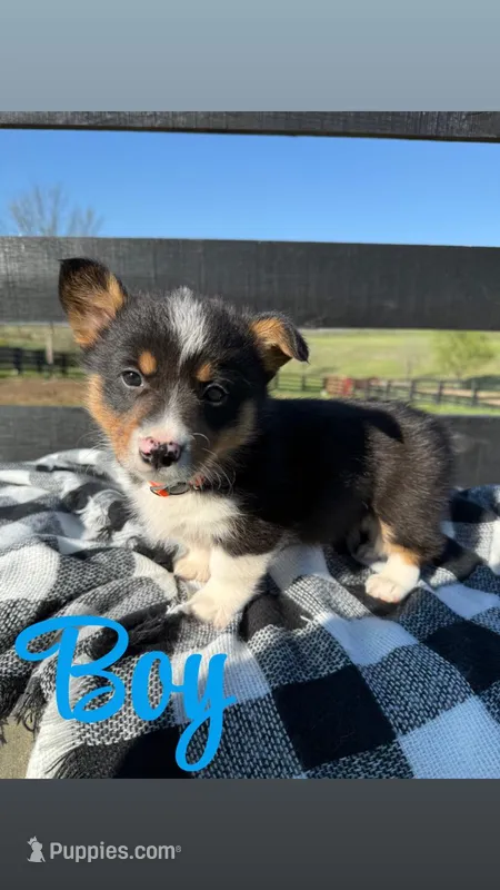 Ringo  – Pembroke Welsh Corgi puppy for sale in Flemingsburg, KY
