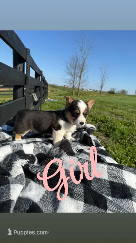 Roxi  – Pembroke Welsh Corgi puppy for sale in Flemingsburg, KY