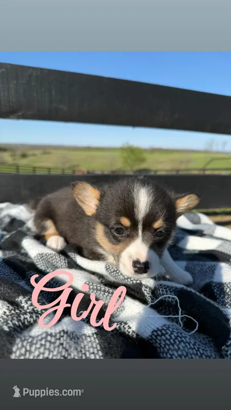 Maple – Pembroke Welsh Corgi puppy for sale in Flemingsburg, KY