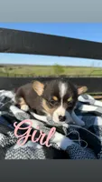 Maple, a male Pembroke Welsh Corgi for sale in Flemingsburg, KY – 1 of 1