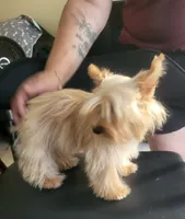 Goldie , a female Yorkshire Terrier for sale in San Diego, CA – 10 of 10