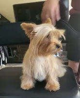 Goldie , a female Yorkshire Terrier for sale in San Diego, CA – 8 of 10