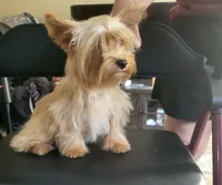 Goldie , a female Yorkshire Terrier for sale in San Diego, CA – 4 of 10
