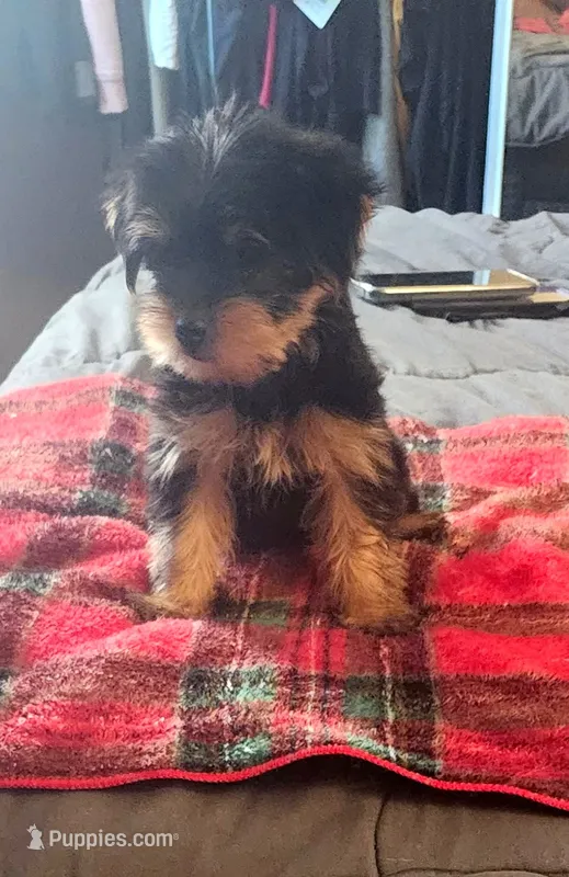 Rogue – Yorkshire Terrier puppy for sale in El Cajon, CA