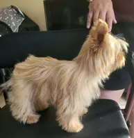 Goldie , a female Yorkshire Terrier for sale in San Diego, CA – 3 of 10
