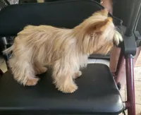 Goldie , a female Yorkshire Terrier for sale in San Diego, CA – 6 of 10
