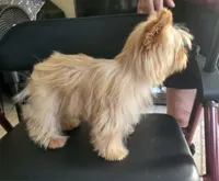 Goldie , a female Yorkshire Terrier for sale in San Diego, CA – 9 of 10