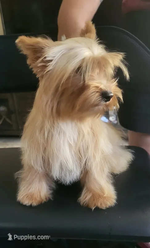 Goldie  – Yorkshire Terrier puppy for sale in San Diego, CA