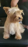 Goldie , a female Yorkshire Terrier for sale in San Diego, CA – 1 of 10