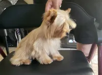 Goldie , a female Yorkshire Terrier for sale in San Diego, CA – 7 of 10