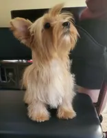 Goldie , a female Yorkshire Terrier for sale in San Diego, CA – 2 of 10