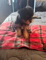 Rogue, a female Yorkshire Terrier for sale in El Cajon, CA – 2 of 2