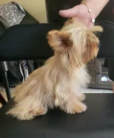 Goldie , a female Yorkshire Terrier for sale in San Diego, CA – 5 of 10