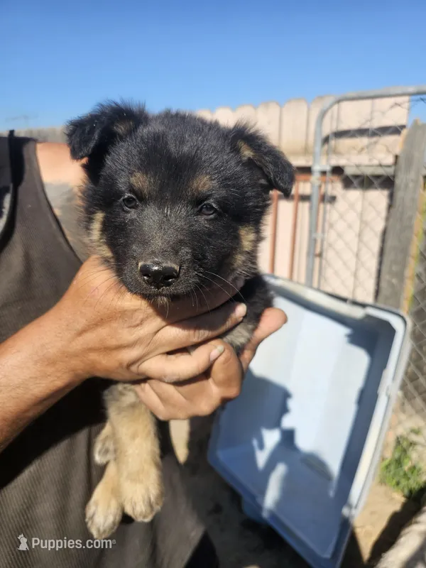 Nita – German Shepherd Dog puppy for sale in Santa Margarita, CA