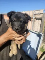 Nita, a female German Shepherd Dog for sale in Santa Margarita, CA – Photo 1 of 2
