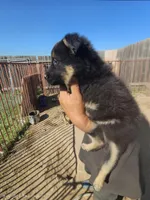 Nita, a female German Shepherd Dog for sale in Santa Margarita, CA – Photo 2 of 2