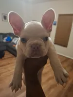 Kar'le, a female French Bulldog for sale in Little Elm, TX – 1 of 1
