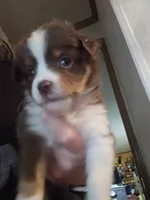 Calvin, a male Miniature Australian Shepherd for sale in Murphysboro, IL – 2 of 2