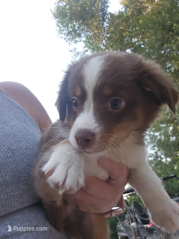 Calvin – Miniature Australian Shepherd puppy for sale in Murphysboro, IL